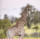 demo-attachment-220-giraffe-standing-in-soft-sunset-light-2FS4YDN-1