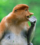 demo-attachment-291-proboscis-monkey-PK9YC3W-1