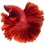 betta-transparent-png-betta-11562889064z3ykhadaog-removebg-preview (1)